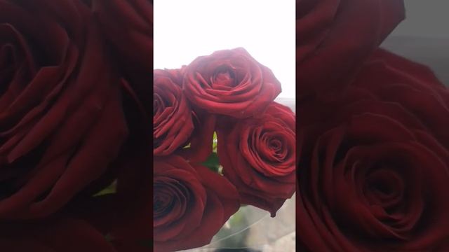 Какая красота смотреть онлайн