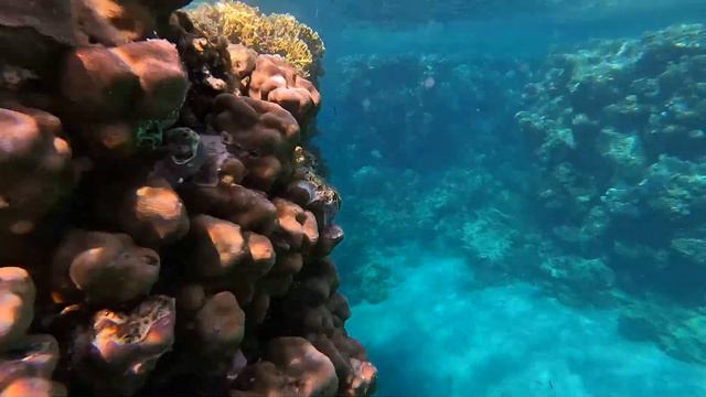 Hotel UTOPIA Beach Club Egipt Marsa Alam - Rafa Koralowa 4K. смотреть онлайн