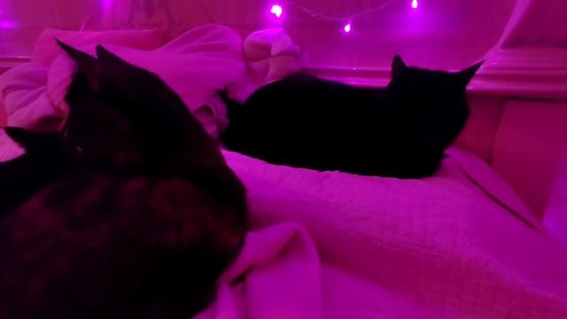 спинальник занял самое сердце квартиры смотреть онлайн