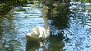 Белая лебедь