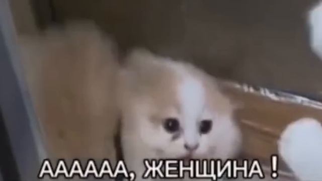 ТОП КРАСИВЫХ БРАВЛЕРШ 😈 смотреть онлайн
