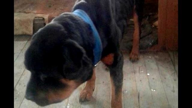 Женщина пришла в квартиру, где жили квартиранты и ужаснулась от увиденного! смотреть онлайн