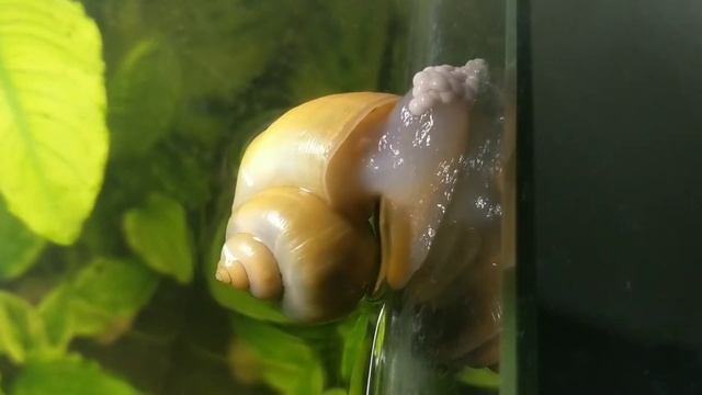 Golden Apple snail ampullaria laying eggs смотреть онлайн