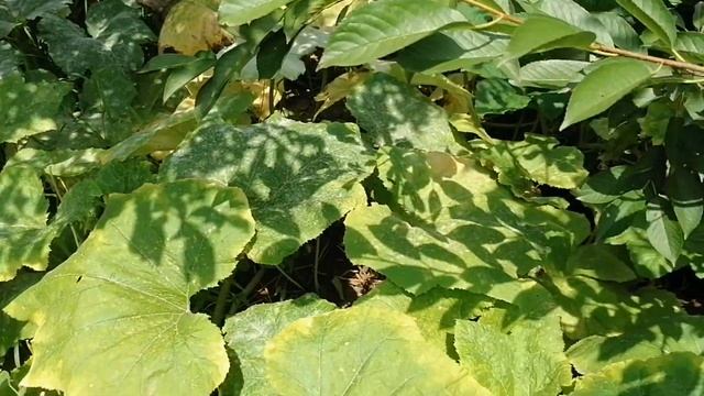 #Анапа #Юровка #Дом 5комнат 15 соток #Переезд на юг 89825949634 смотреть онлайн