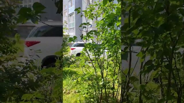 Город - сад | идеальноя локация