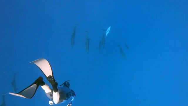 Hawaii Underwater: From Dawn 'till Dusk смотреть онлайн