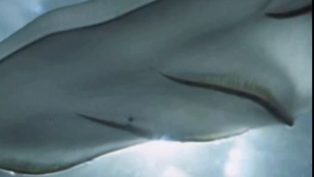 Jellyfish alien Медузу-инопланетянина смотреть онлайн