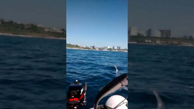 В Одессе таки пошла ставрида смотреть онлайн