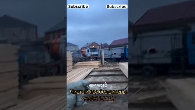 Чистый лес без синевы