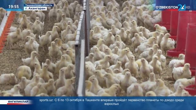 Выделение субсидий на развитие птицеводства смотреть онлайн