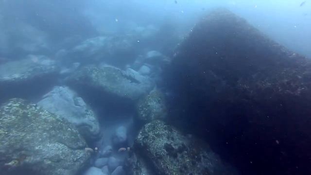 Freediving Grey Nurse sharks big rock @ Apartments best dive site смотреть онлайн