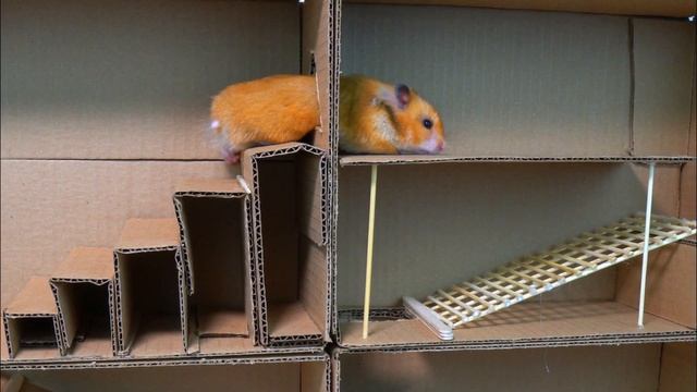 prison break hamster maze. Brave little hamster escapes the prison. смотреть онлайн