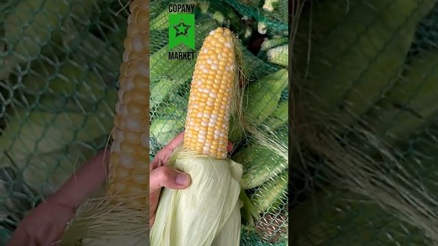 Кукуруза в початках купить опт Россия | Москва | Санкт-Петербург | Ростов-на-Дону | DIRECT DELIVERY смотреть онлайн