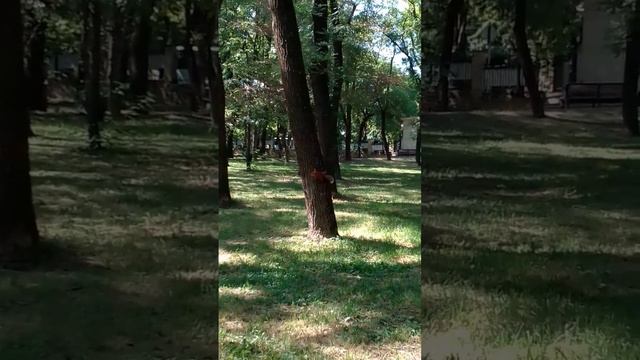 белки в парке город Ессентуки смотреть онлайн
