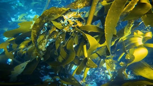 Virtual Dive Kelp Forest. This Video is for Relaxing, Stress Relief, Sleeping & Meditation (Flying) смотреть онлайн