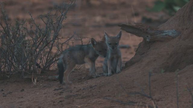 NAMIBIA Wildlife [4K] - 2019 - Roadtrip Travel Video смотреть онлайн