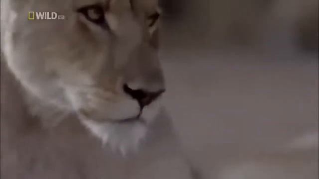 National Geographic South African Safari Adventures with Lions Wildlife Document смотреть онлайн