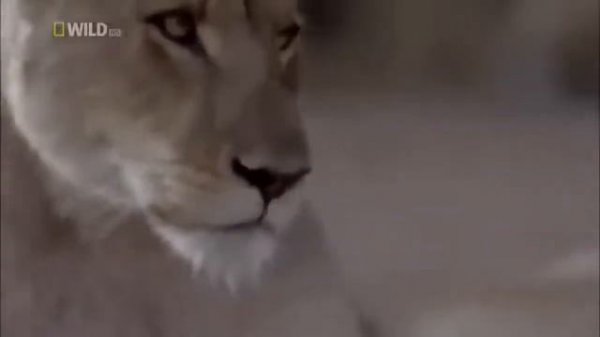 National Geographic South African Safari Adventures with Lions Wildlife Document