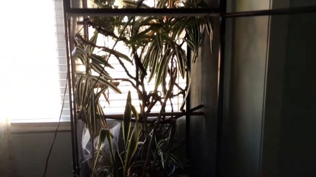 Chameleons! Kid Safari