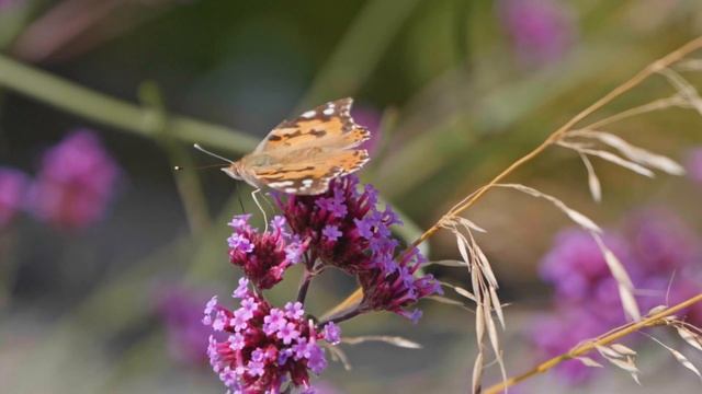 Walled Garden Interview With Cian Cunniffe Head Gardener At Ballynahinch Castle