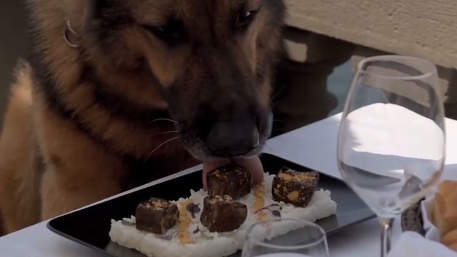 Самая Богатая Собака в мире! Её Состояние Оценивается в 370 миллионов — TheKing