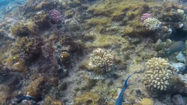 Под красной водой 2 247 Рыба Хирург / Naso elegans Dreams Beach Resort Египет Шарм-Эль-Шейх смотреть онлайн