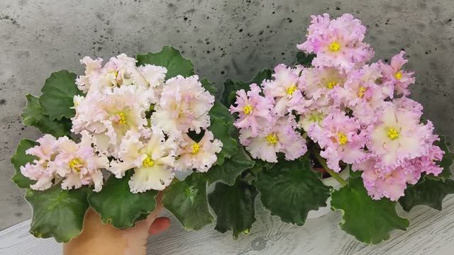 Фиалки ЕК-Золотой Фазан и ЕК-Линжери