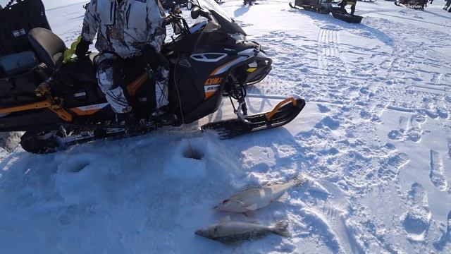 СУДАКИ НЕ ЛЕЗЛИ в ЛУНКУ! ТОЛПА ДЕРЁТ ТРОФЕЙНОГО СУДАКА! Зимняя рыбалка на судака. Рыбалка 2024 смотреть онлайн
