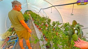 Он вырастил манго в Крыму! Привез лимоны из Италии! Чей День Рождения? Последний раз на море в 2024