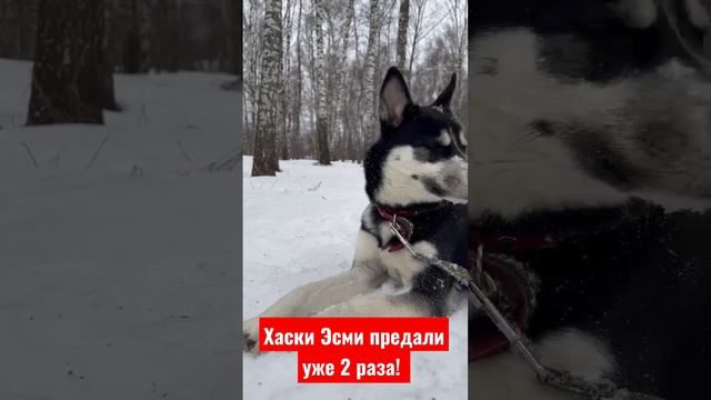 Её вернули в приют во второй раз.Предали друга❌ #animals #short смотреть онлайн