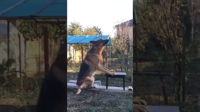 Немецкая овчарка Амур. Такого вы ещё не видели 💪🏾🥷🏽 Отличное выполнения команды «ЗАМРИ» смотреть онлайн