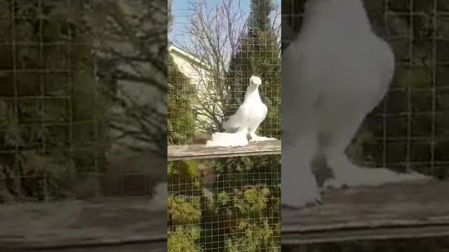 Узбекские голуби часть 3 (Олег Дор Челябинск Россия)Pigeons الحمام Tauben  Merpati کبوتر鴿子ハトkaʙūtar