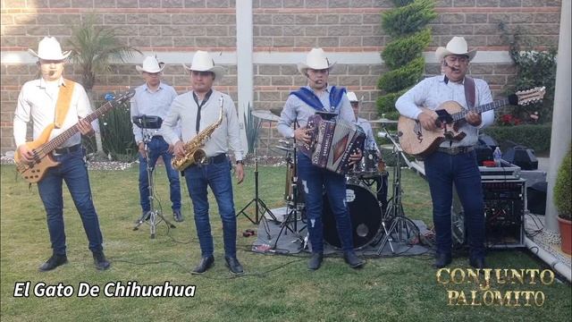 El Gato De Chihuahua - Conjunto Palomito (Sesion Live) смотреть онлайн