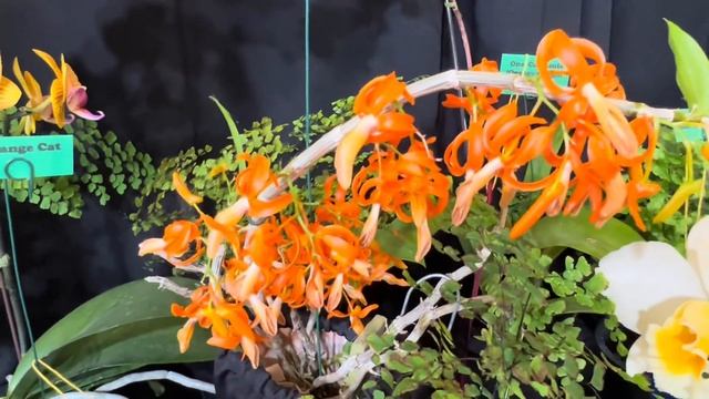 Еще одна выставка орхидей в штате Огайо. Дендробиумы, трихопилия, башмачки, фаленопсисы и каттлеи. смотреть онлайн