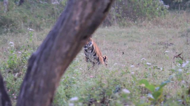 Tiger Gowri with her 3 cubs Bandipur Safari смотреть онлайн