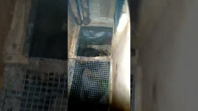 Нутриеводство в квартире как оно? смотреть онлайн