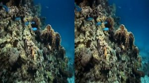 360 VR VIDEOS - 3D Ocean World: Underwater - VR Side By Side SBS Google Cardboard VR Box 2021