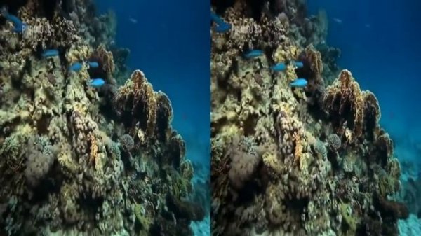 360 VR VIDEOS - 3D Ocean World: Underwater - VR Side By Side SBS Google Cardboard VR Box 2021