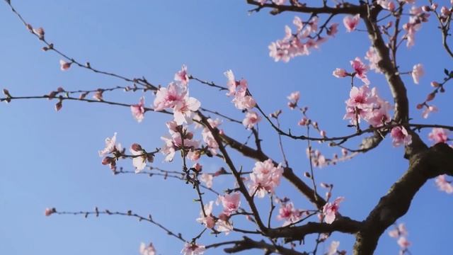 Я продала дачу и взяла квартиру сыну, а ипотеку оплачивать будете вы, - заявила бесцеремонно теща. смотреть онлайн