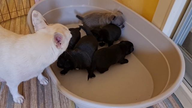 щенки чихуахуа Феодосия и Шаман дом Кастропуло Крым купить щенка смотреть онлайн