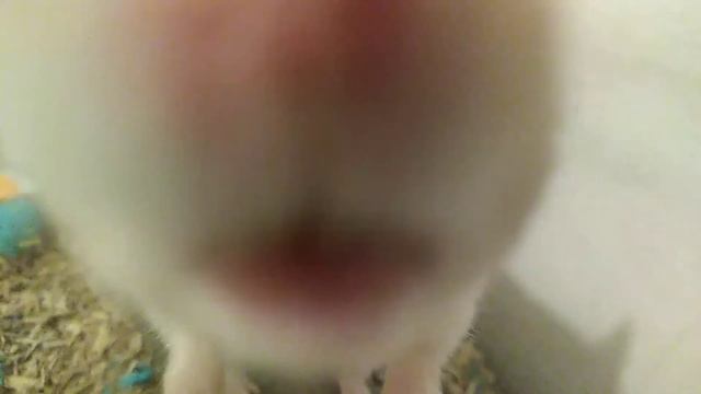 Некоторые Моменты из жизни Ванильки которые я сняла на камеру🐹 смотреть онлайн