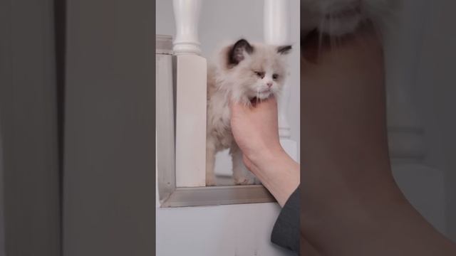 【FULL】Oops~ Kissed by CEO, Cinderella turned back from Cat to Girl! His Spoiled Girlfriend is Cat~ смотреть онлайн