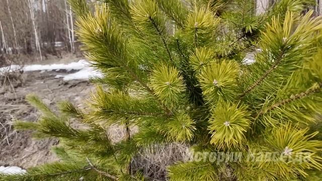 Заподозрив мужа, Оля приехала на дачу свекрови. А увидев на крыльце… смотреть онлайн