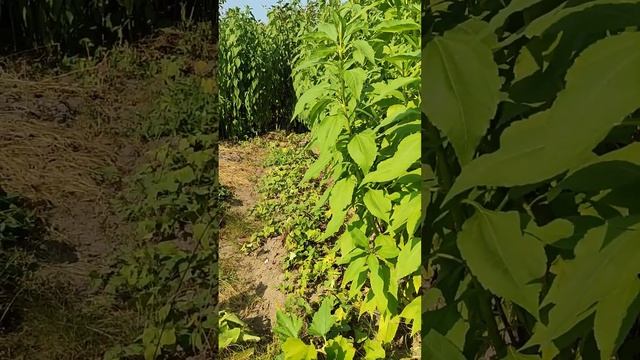 Как растут овощи около топинамбура? Так же, как и сорняки! смотреть онлайн