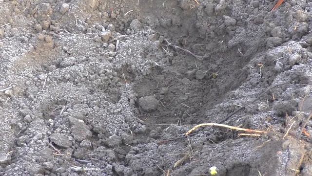 Высадка школки фундука. смотреть онлайн