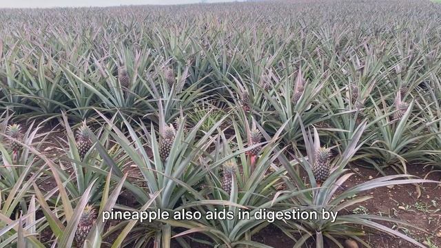 The Health Benefits of Pineapple смотреть онлайн
