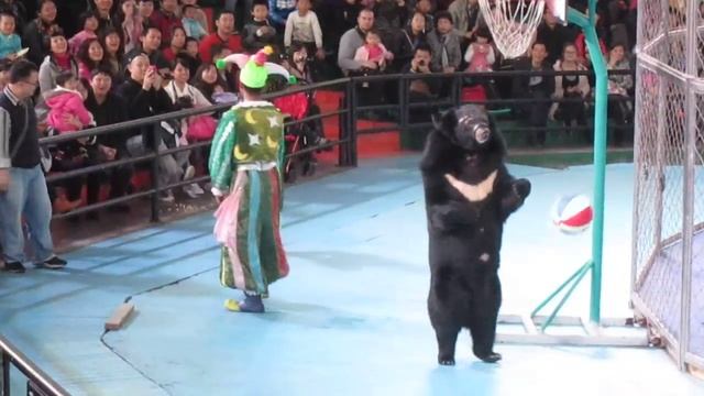 Bear Plays Basketball at Chimelong Zoo смотреть онлайн