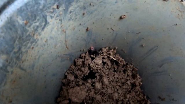 Неделю ловил этого милого хищника. Как поймать крота - самый эффективный способ доступный каждому смотреть онлайн