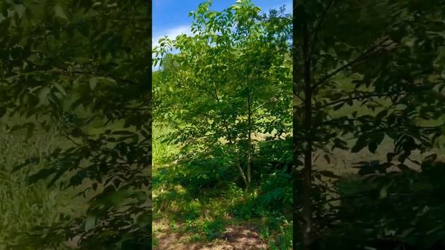 Нашли с батей хату-каторгу: ей 100 лет!😑 смотреть онлайн