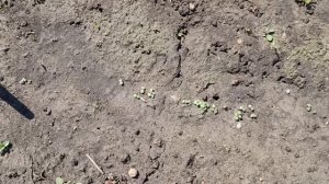 Как вырастить Мелиссу лимонную из семян в открытом грунте